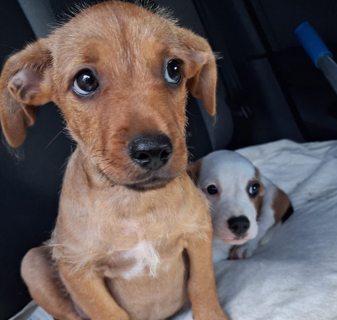 Chiens à adopter